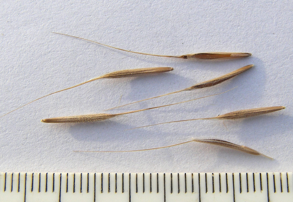 Image of Anisantha tectorum specimen.