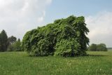 Fagus sylvatica. Взрослое дерево (var. suentelensis Schelle). Дереву на снимке около 200 лет, обхват ствола на высоте 1,3 м в 2016 г. достиг 278 см, высота около 7 м, диаметр кроны около 11 м. ФРГ, земля Северный Рейн-Вестфалия, р-н Ойскирхен, окр. г. Бланкенхайм. 28 мая 2010 г.