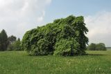 Fagus sylvatica