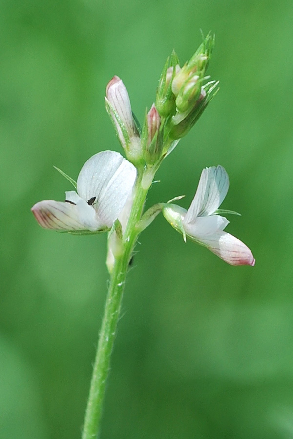 Изображение особи Onobrychis pulchella.