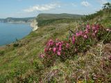 Rhododendron camtschaticum. Цветущие растения. Магаданская обл., Ольский р-н, Ольское побережье, приморский склон в окр. мыса Нюкля. 09.07.2016.