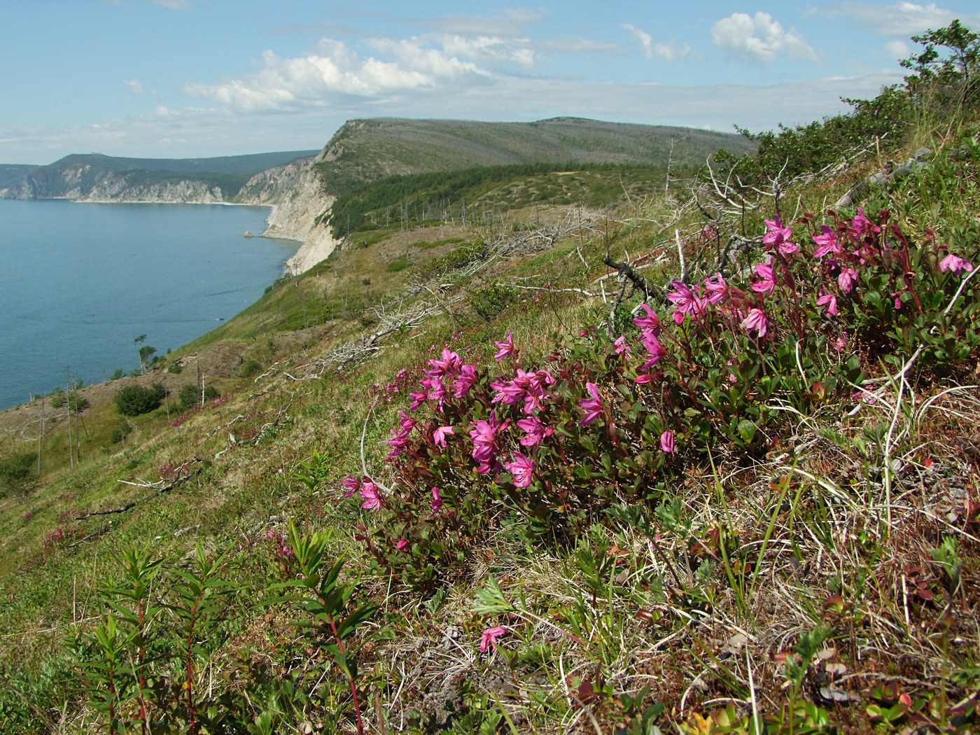 Изображение особи Rhododendron camtschaticum.