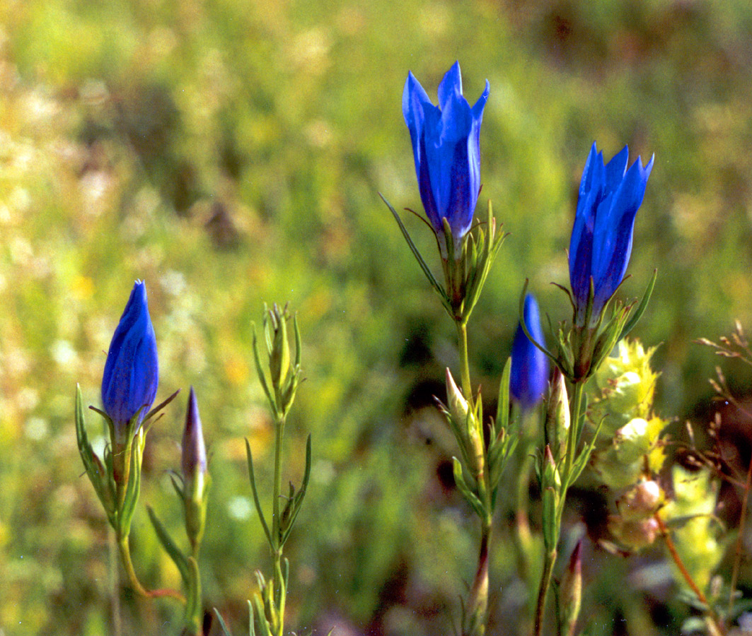 Изображение особи Gentiana pneumonanthe.