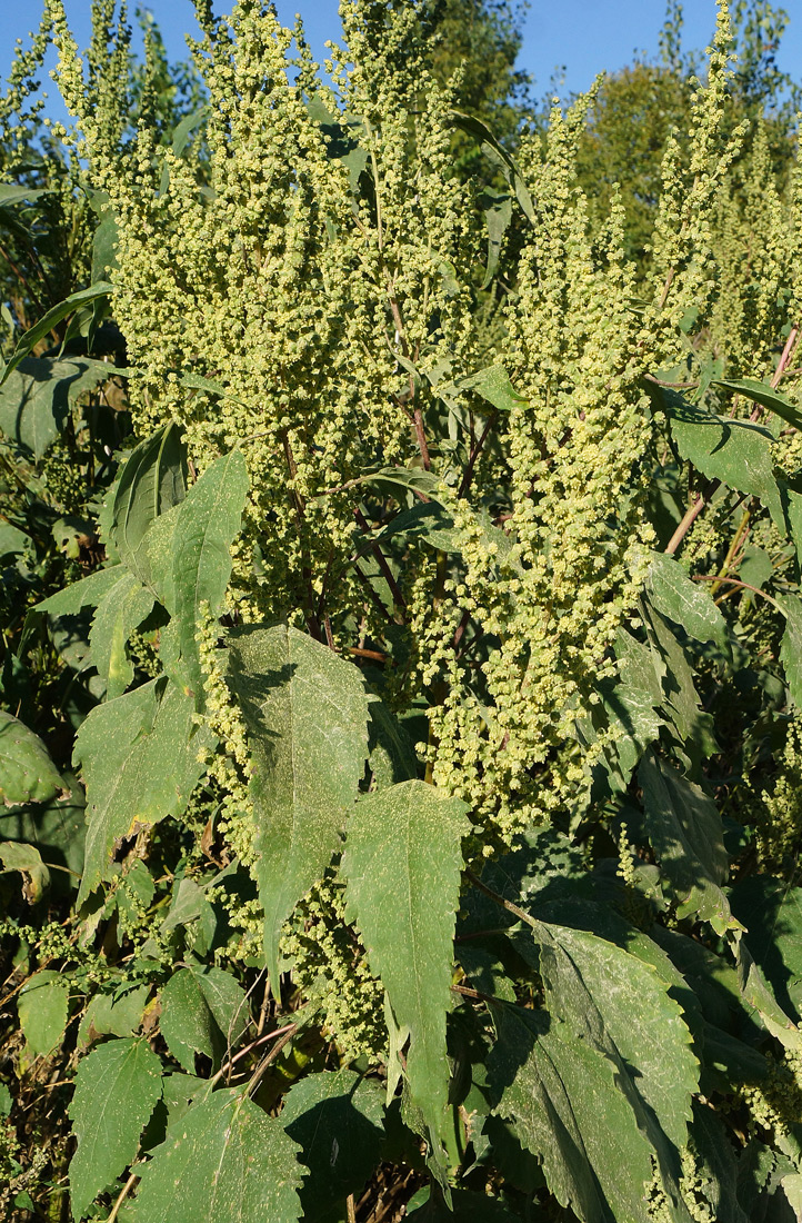 Image of Cyclachaena xanthiifolia specimen.