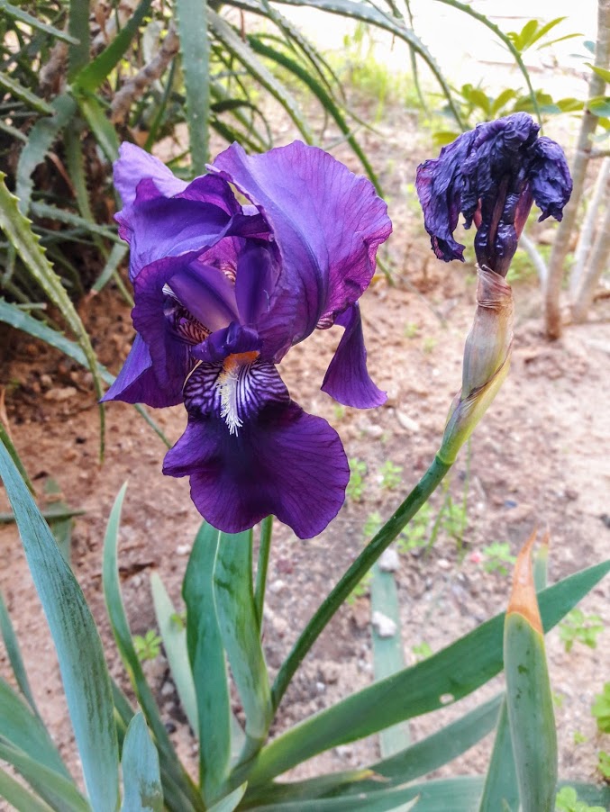 Image of Iris germanica specimen.