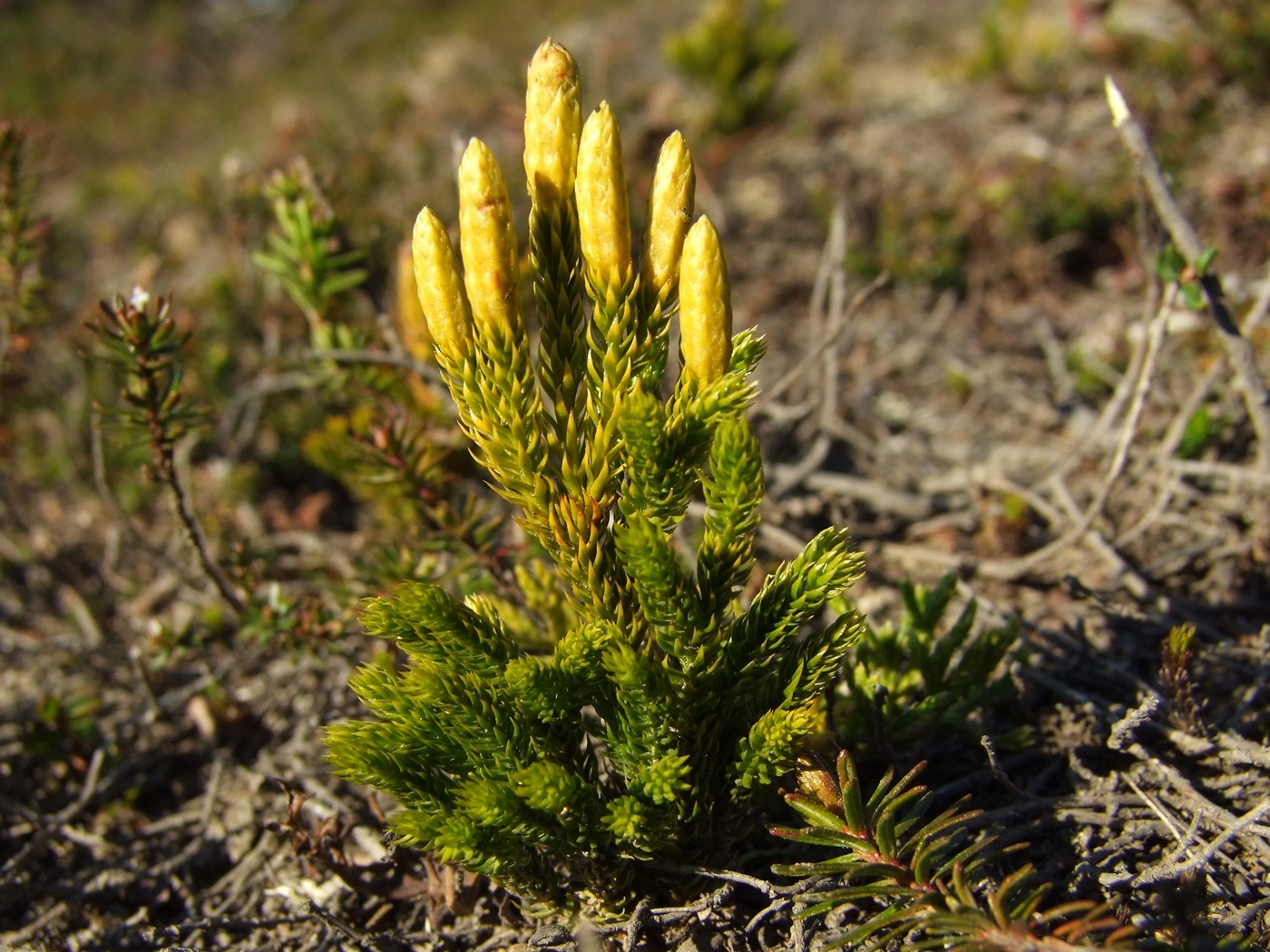 Изображение особи Lycopodium juniperoideum.