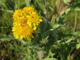 Tephroseris palustris. Соцветие в каплях из тумана. Магаданская обл., Ольский р-н, Ольское шоссе, заболоченная тундра около дороги. 13.07.2015.