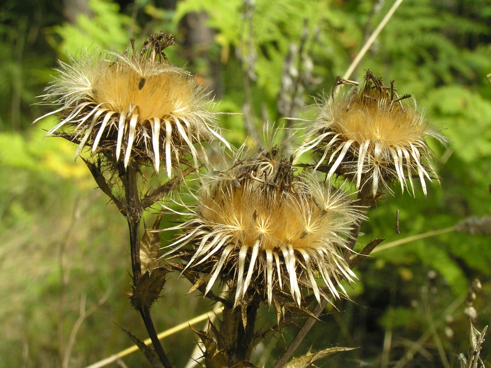 Image of Carlina biebersteinii specimen.