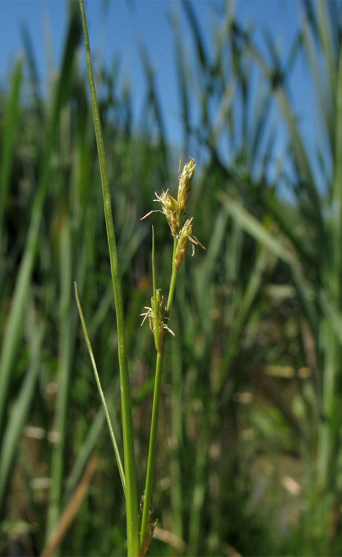 Image of Carex remota specimen.