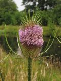 Dipsacus fullonum