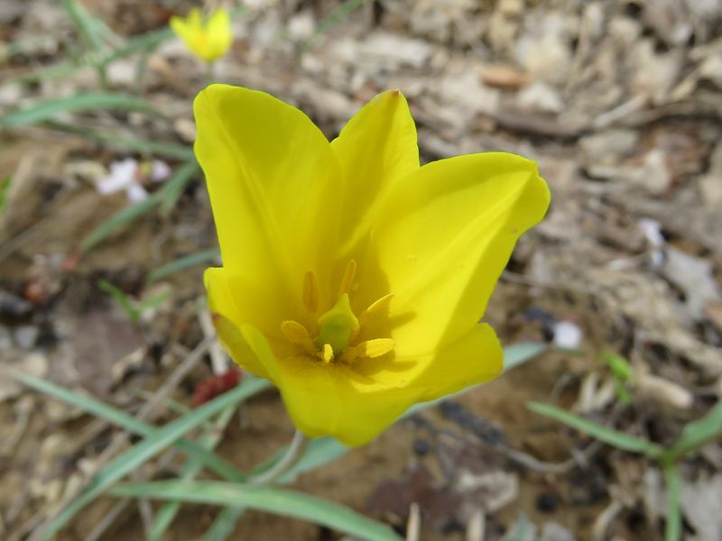 Изображение особи Tulipa scharipovii.