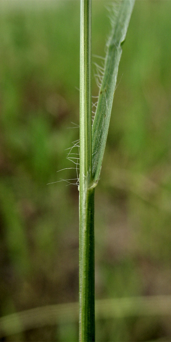 Изображение особи Bromus arvensis.