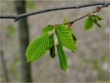 Carpinus betulus