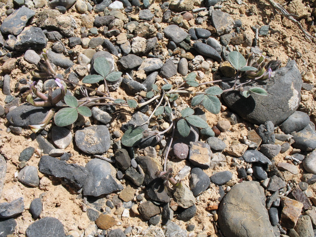 Image of Astragalus transnominatus specimen.