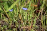 Gentiana pseudoaquatica