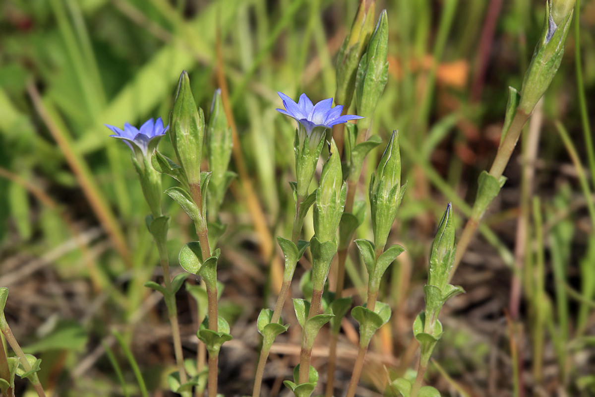 Изображение особи Gentiana pseudoaquatica.