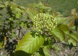 Viburnum lantana. Соцветие с бутонами. Тверская обл., Весьегонск, в уличном озеленении. 28.05.2017.