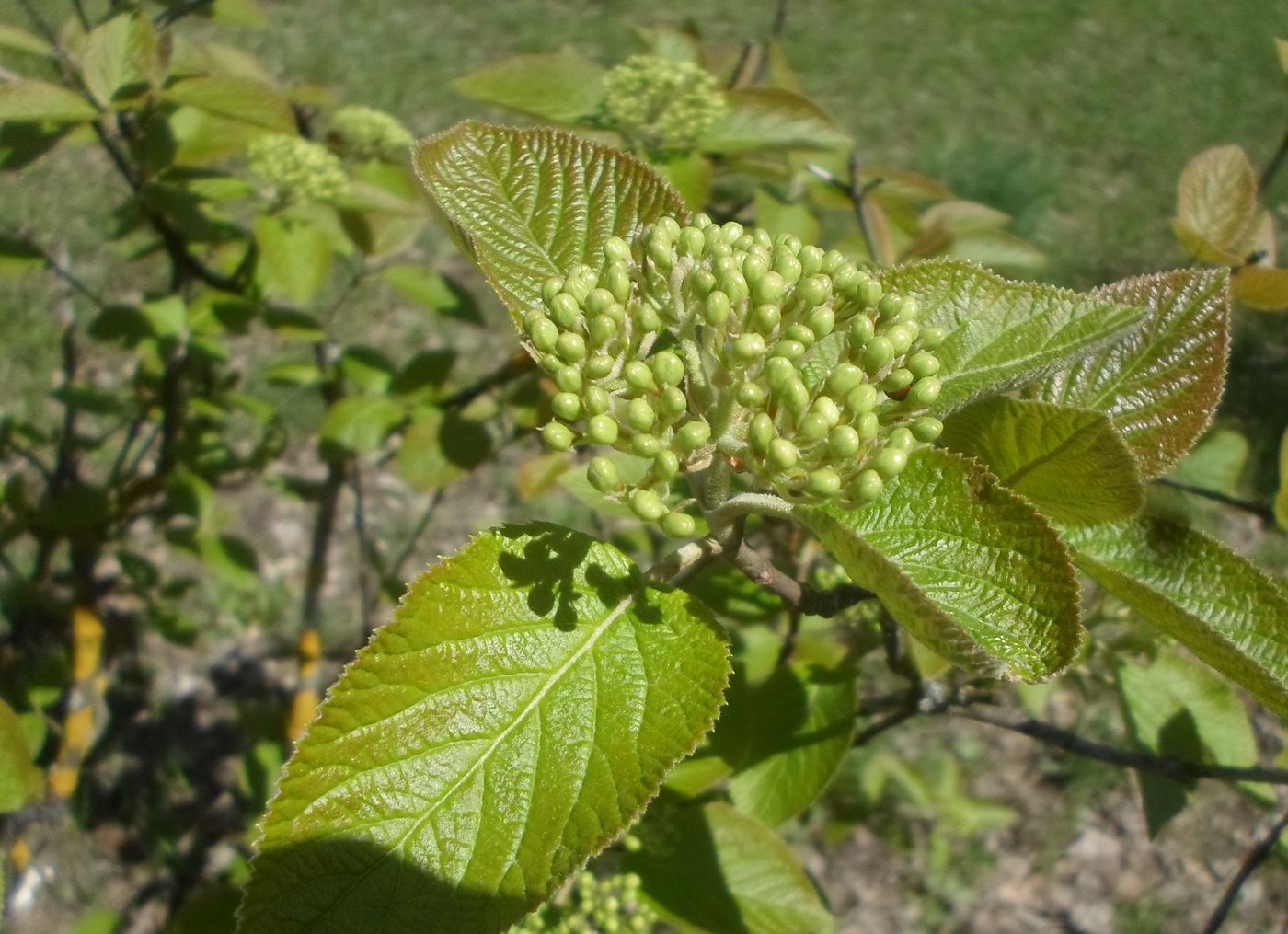 Изображение особи Viburnum lantana.