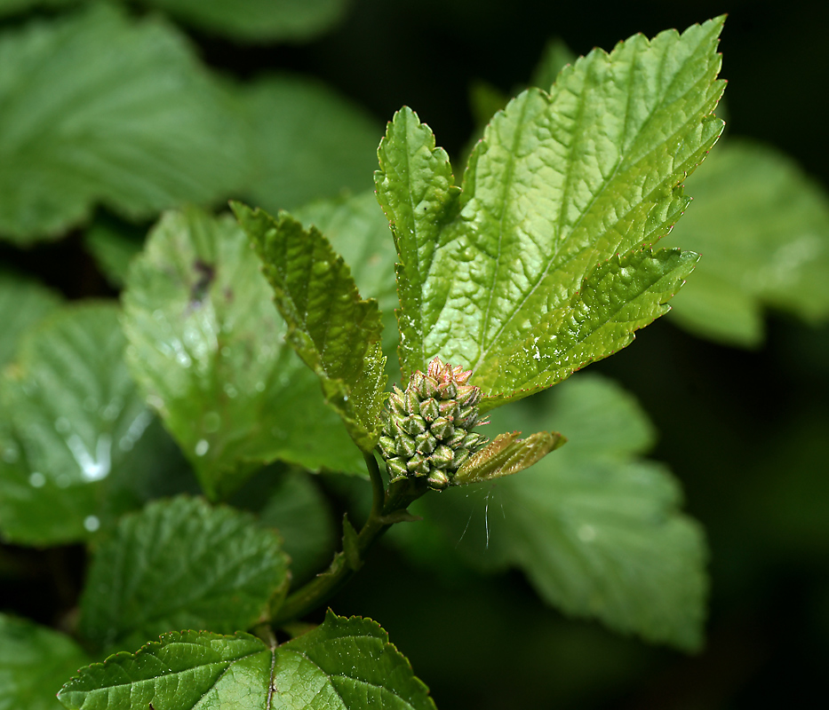 Image of Physocarpus opulifolius specimen.