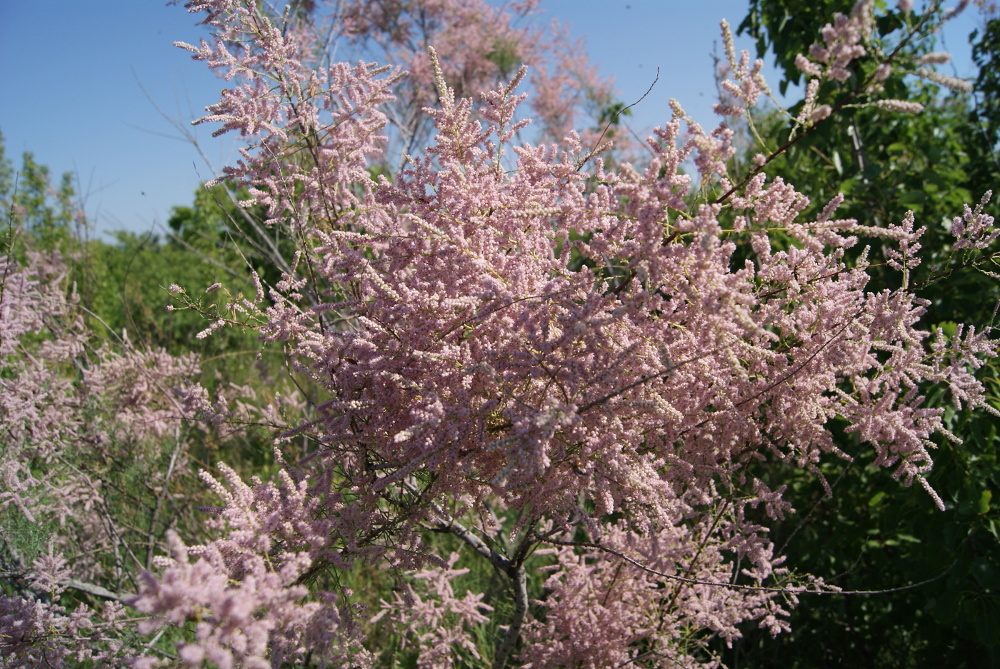 Image of Tamarix ramosissima specimen.