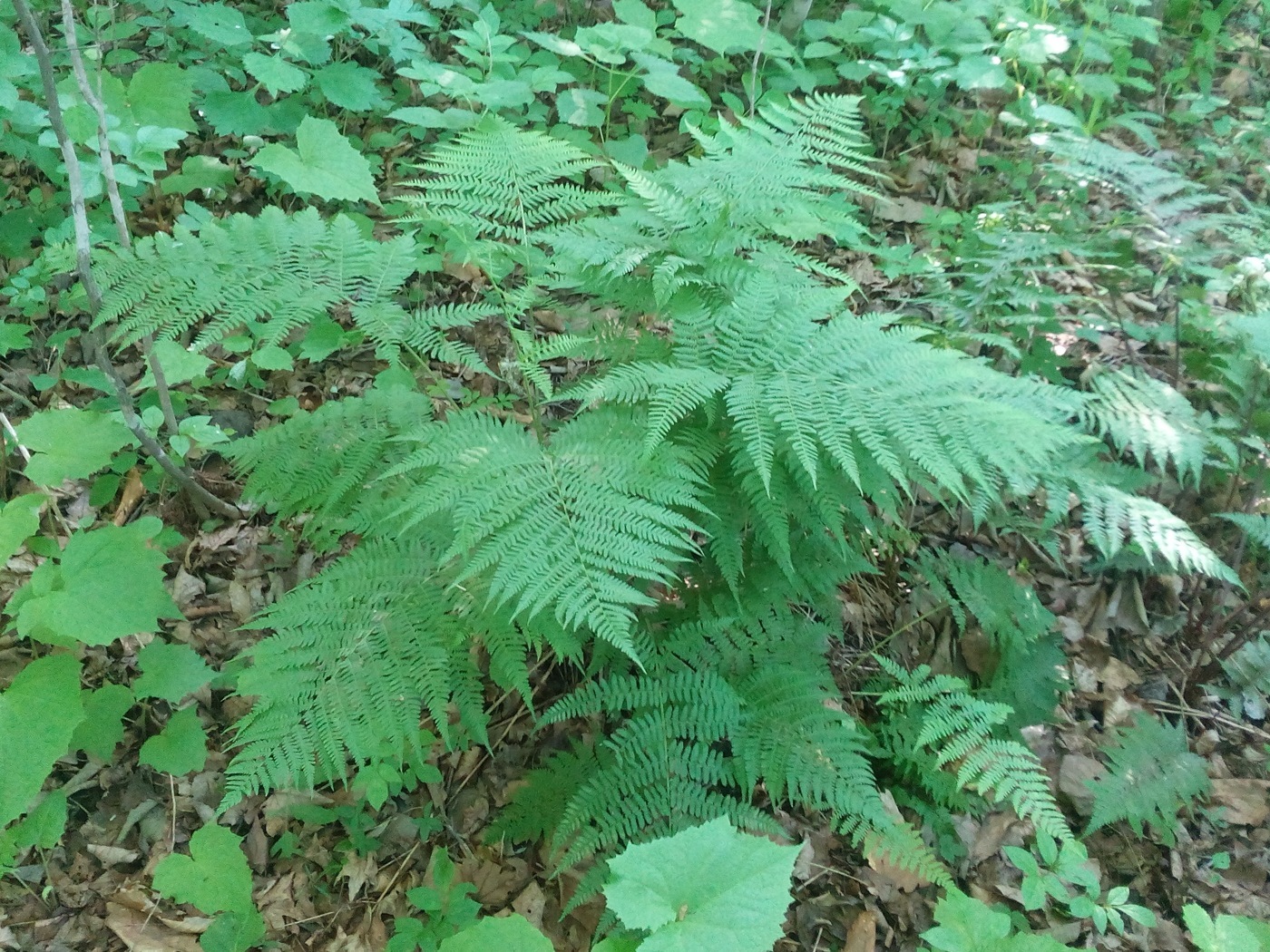 Изображение особи род Athyrium.