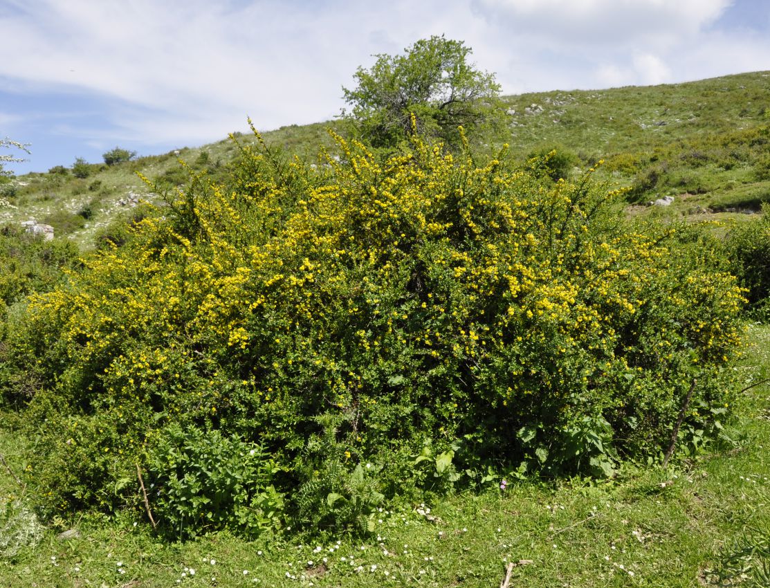 Image of Berberis cretica specimen.