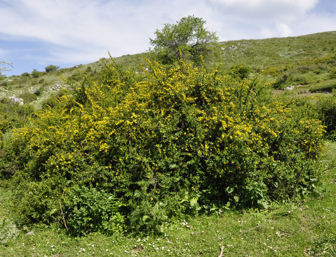 Image of Berberis cretica specimen.