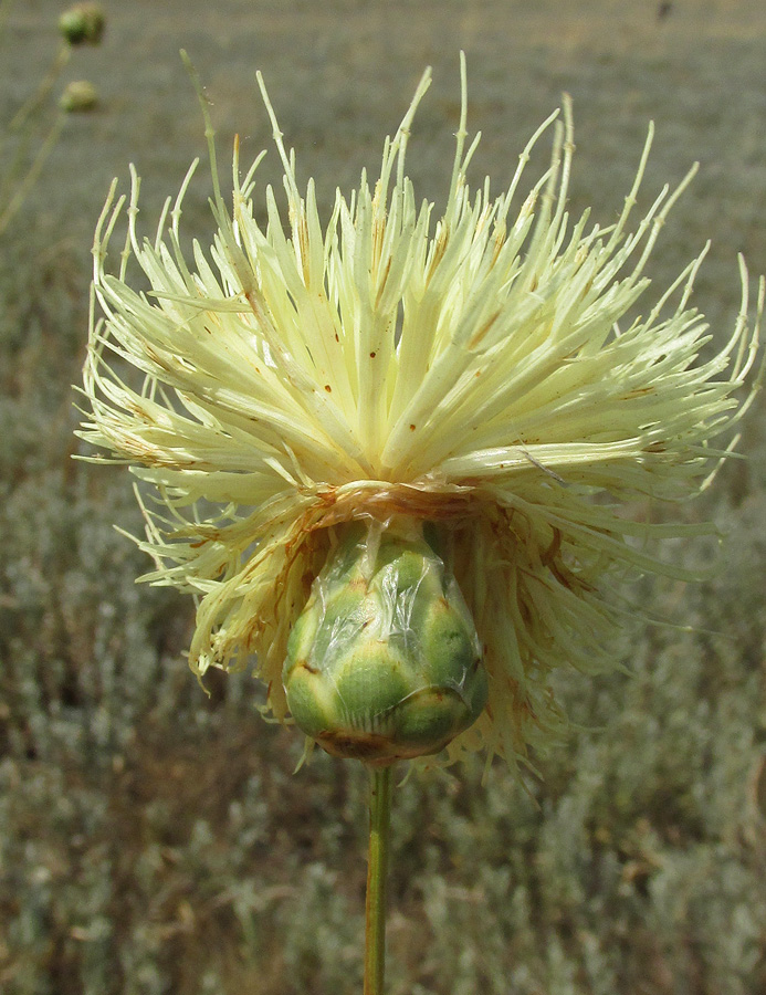 Изображение особи Rhaponticoides taliewii.