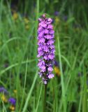 Dactylorhiza baltica. Соцветие. Московская обл., Одинцовский р-н, г. Кубинка, полигон НИИБТ, опушка леса. 02.07.2017.