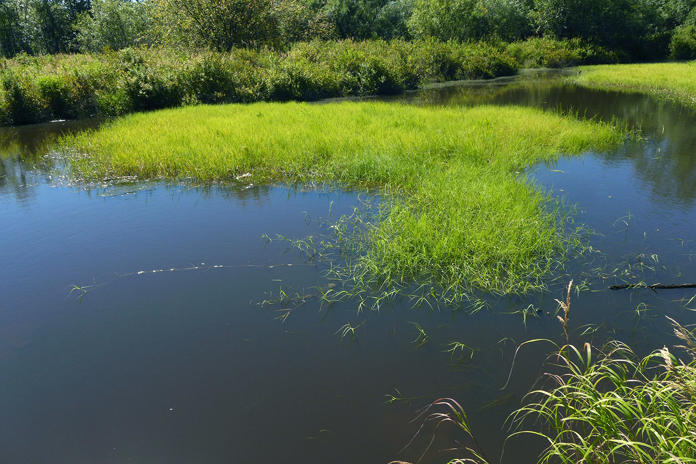 Image of Carex pseudocuraica specimen.