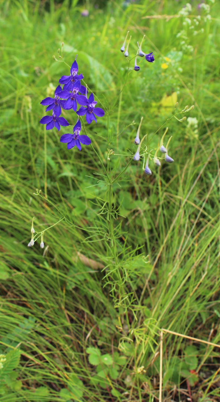 Image of Delphinium consolida specimen.