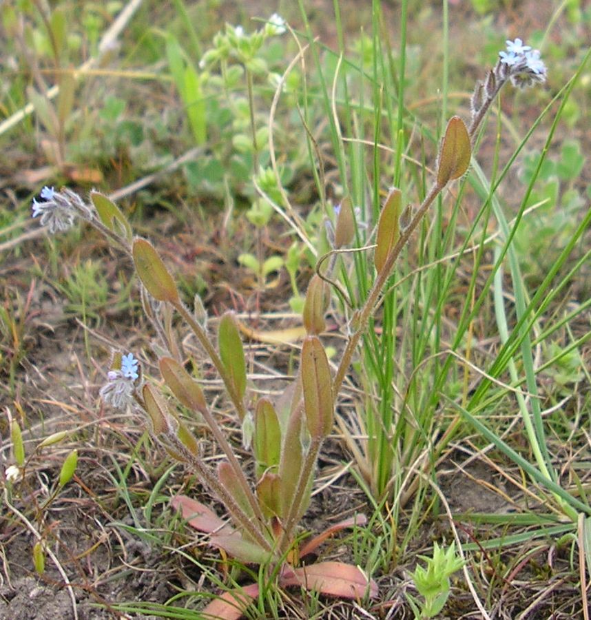 Image of Myosotis micrantha specimen.