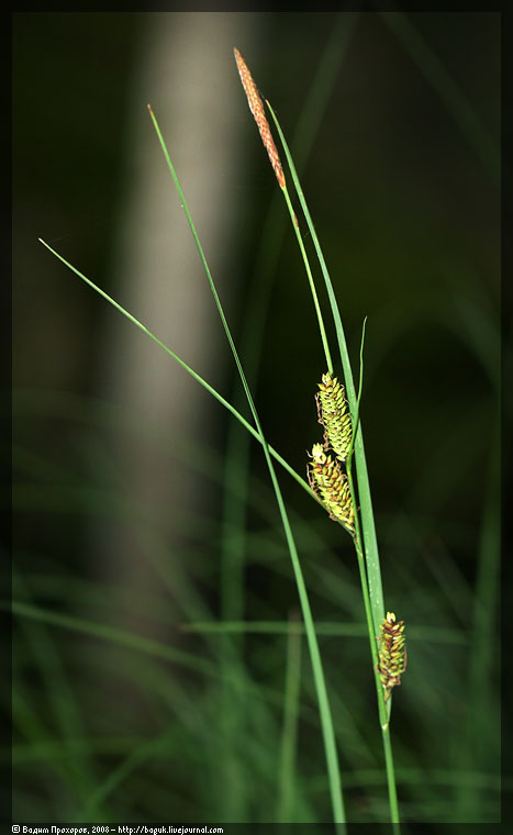 Изображение особи Carex nigra.