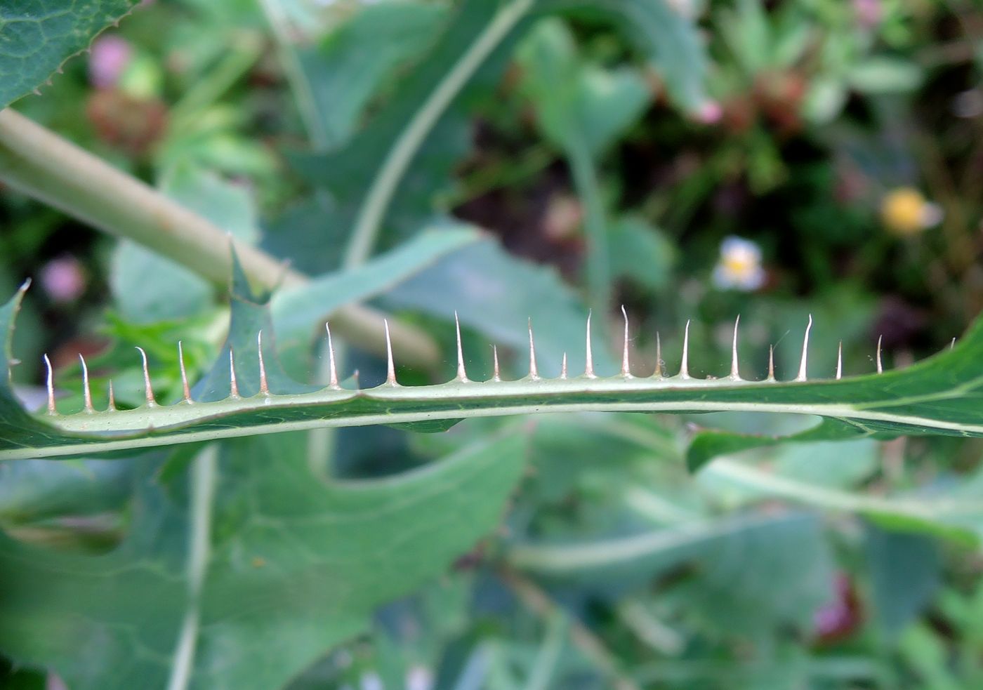 Image of Lactuca serriola specimen.