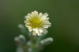Lactuca serriola