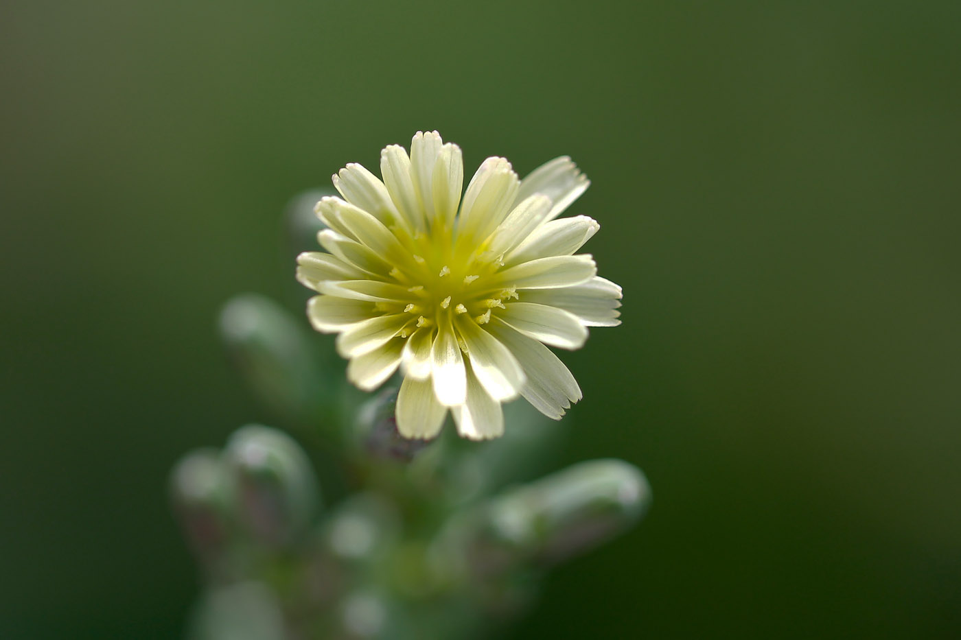 Image of Lactuca serriola specimen.