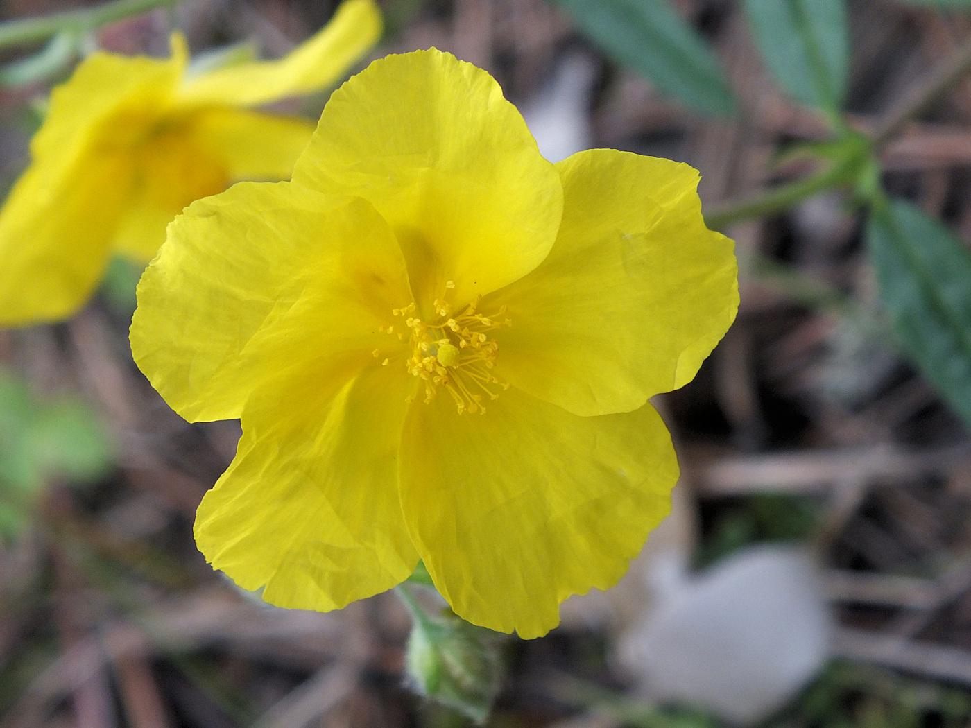 Image of Helianthemum nummularium specimen.