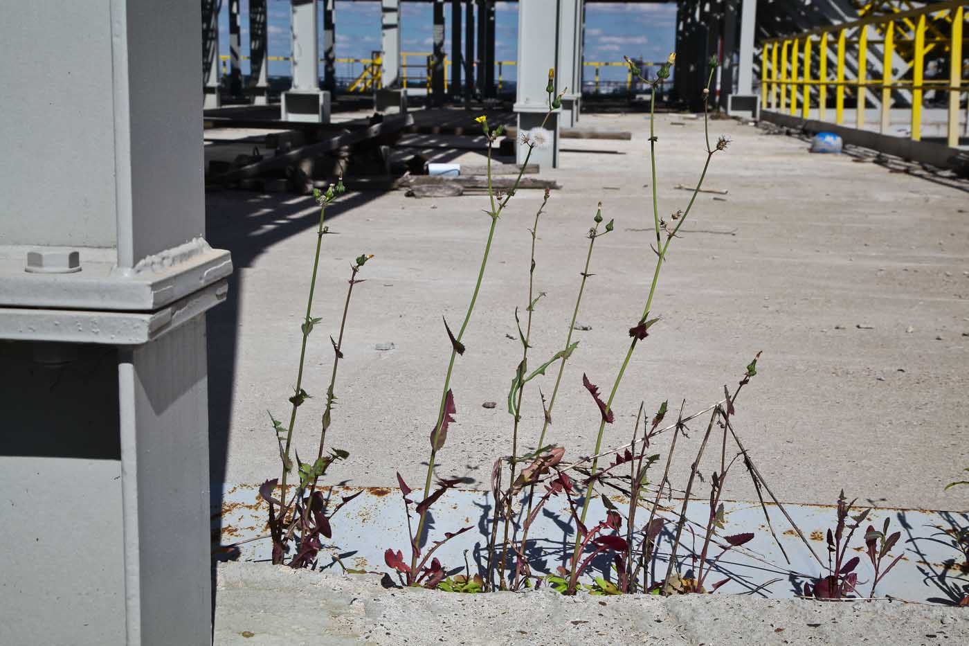 Image of Sonchus oleraceus specimen.