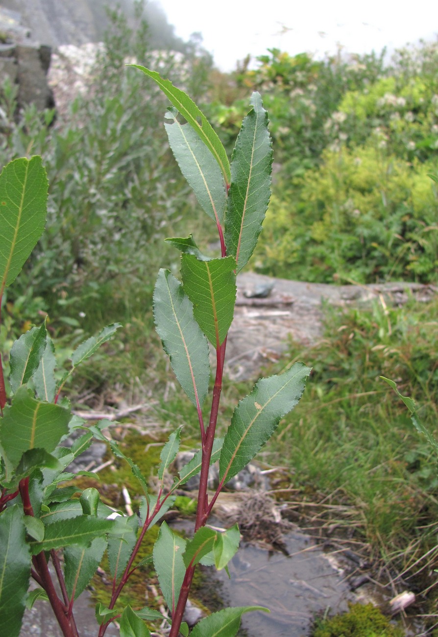 Изображение особи Salix kazbekensis.