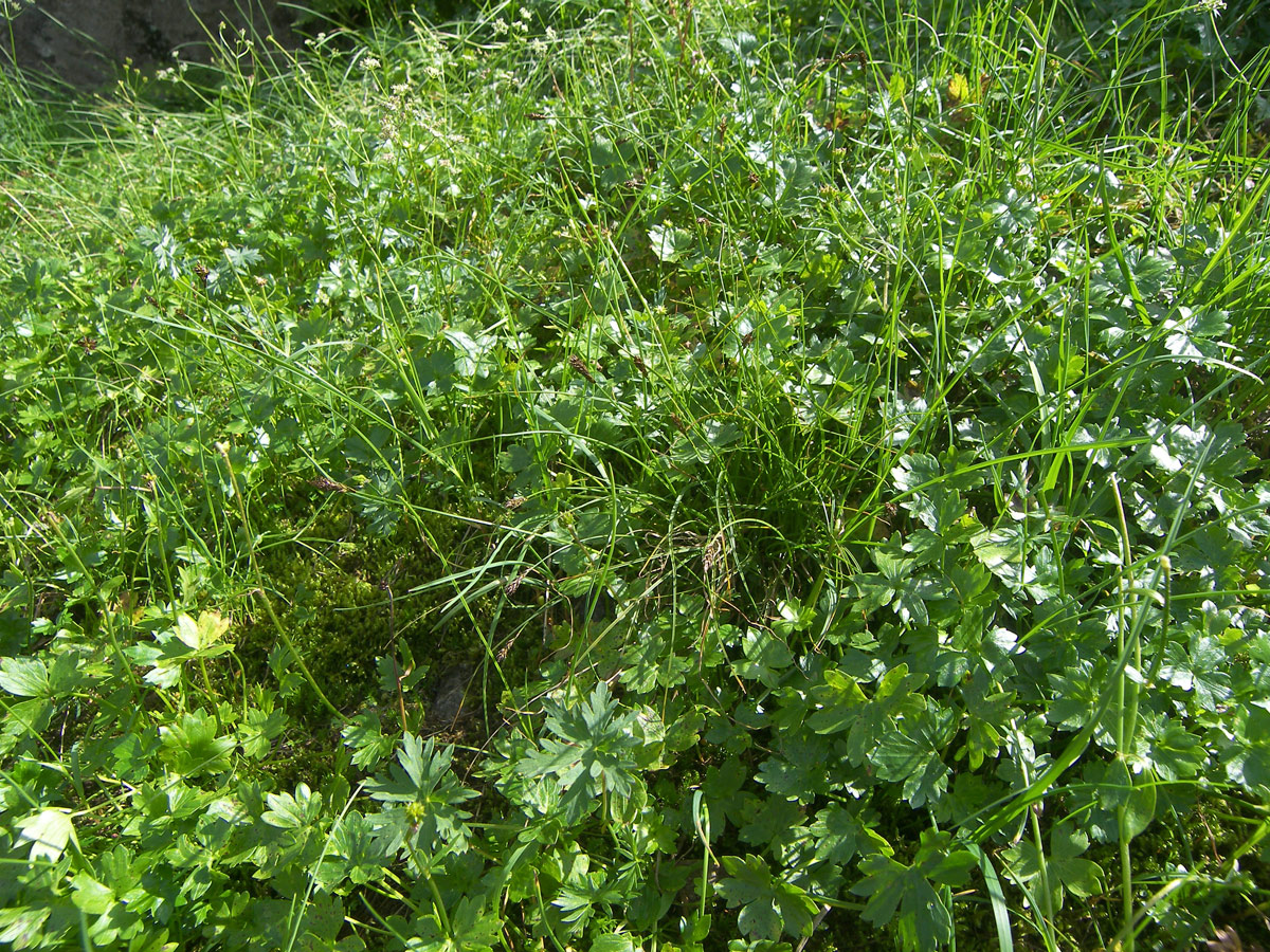 Image of Carex micropodioides specimen.