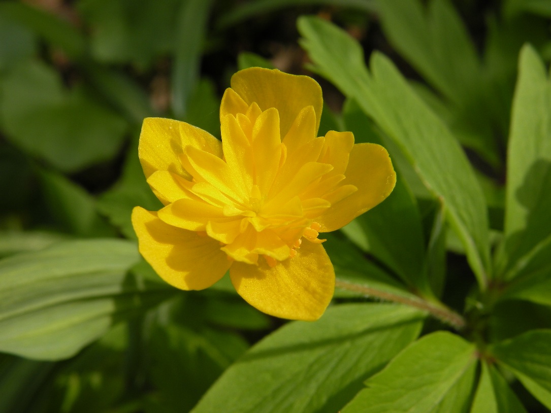 Изображение особи Anemone ranunculoides.