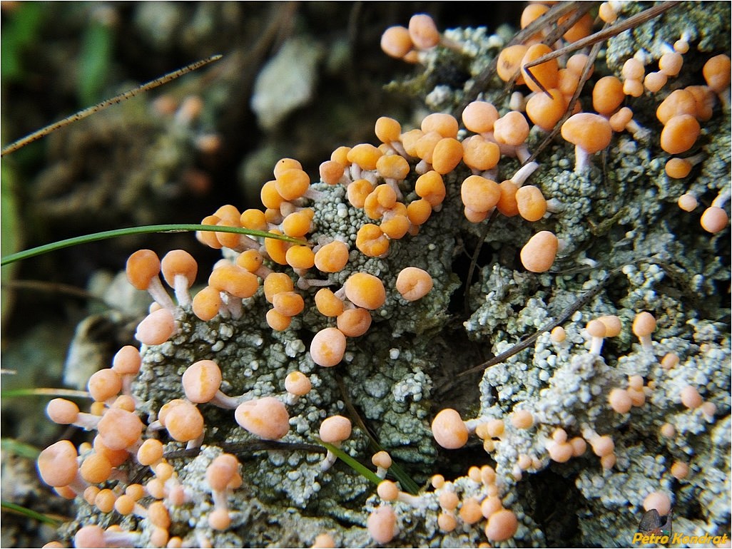 Image of genus Baeomyces specimen.