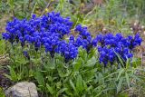 Dracocephalum grandiflorum