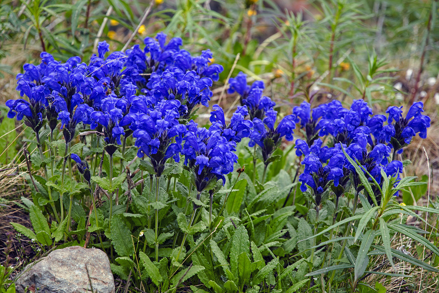 Изображение особи Dracocephalum grandiflorum.