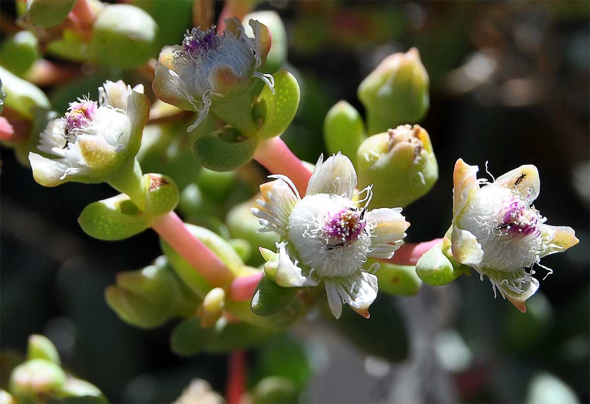 Image of Stoeberia frutescens specimen.