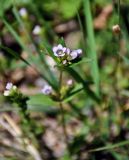 Gentianella turkestanorum