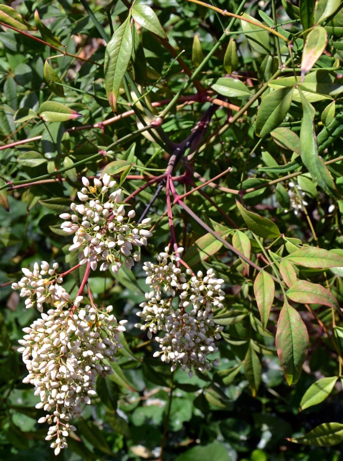 Изображение особи Nandina domestica.
