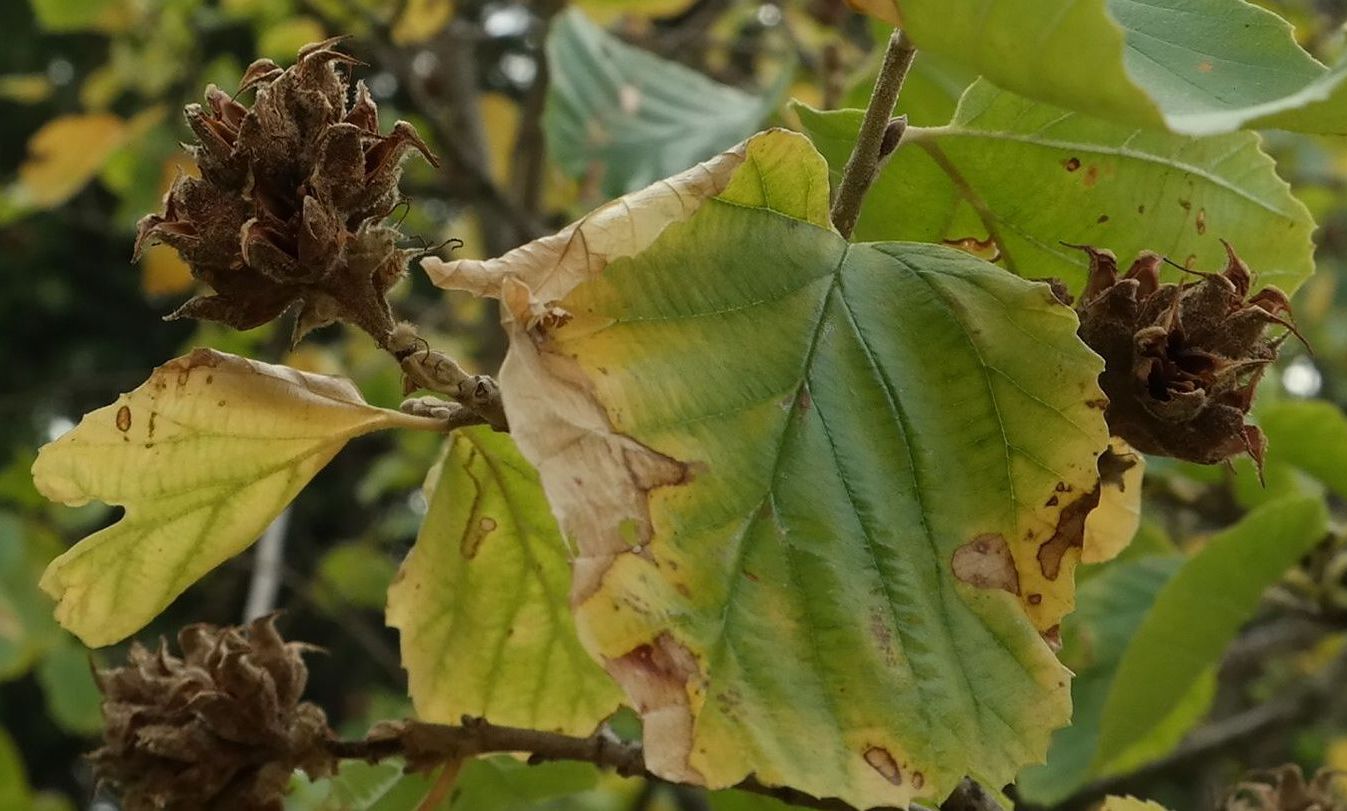 Изображение особи Parrotiopsis jacquemontiana.