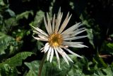 genus Gerbera