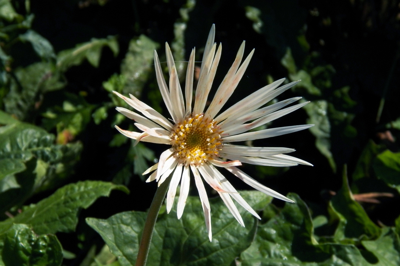 Изображение особи род Gerbera.